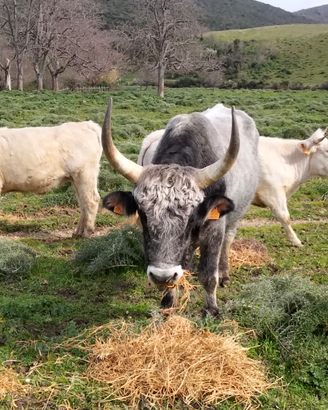 Toro maremmano puro