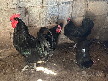 Australorp
