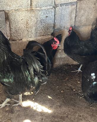 Australorp