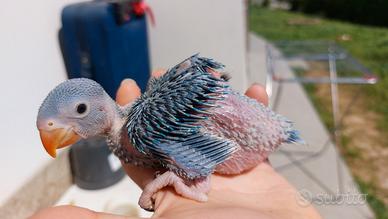 Parrocchetti allevati a mano