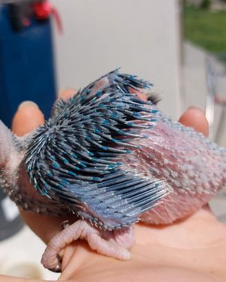 Parrocchetti allevati a mano