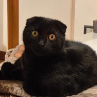 Cucciolo gatto