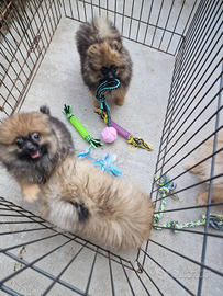 Volpino di Pomerania