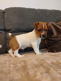 Jack Russell Terrier