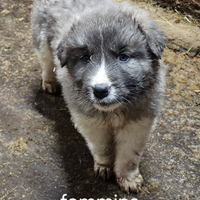 Cuccioli caucaso-kangal