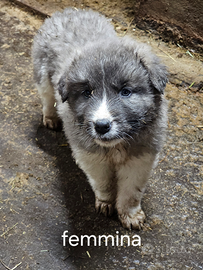 Cuccioli caucaso-kangal