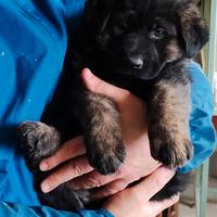 Cuccioli di pastore tedesco