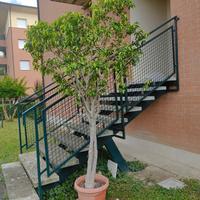 Ficus Benjamin - Pianta ornamentale 