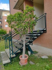 Ficus Benjamin - Pianta ornamentale 