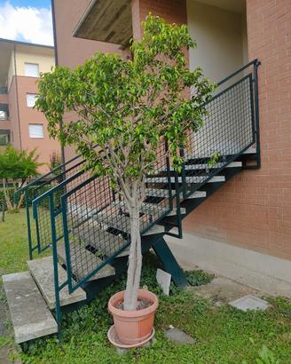 Ficus Benjamin - Pianta ornamentale 