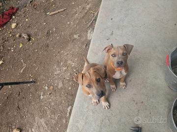 Cucciole pitbull
