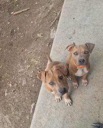 Cucciole pitbull