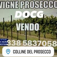 Vigneti di prosecco docg