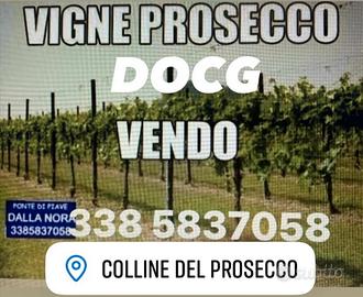 Vigneti di prosecco docg
