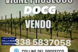 Vigneti di prosecco docg