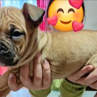 Cuccioli Amstaff di 60 giorni