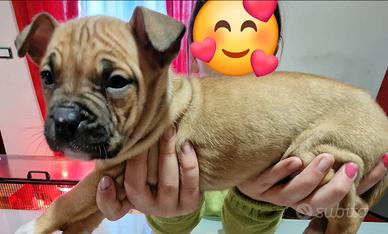 Cuccioli Amstaff di 60 giorni