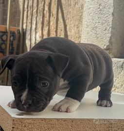 American bully