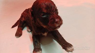 Cuccioli di Lagotto con Pedigree