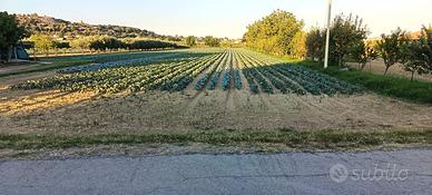Terreno agricolo