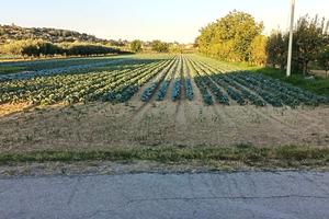 Terreno agricolo