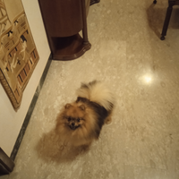 Cucciolo Spitz