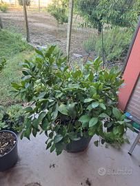 Pianta di pompelmo di 10 anni circa