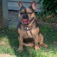 Bulldog francese