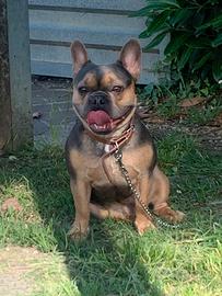 Bulldog francese
