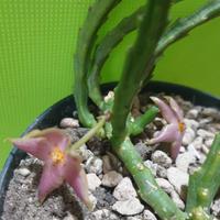 pianta grassa di Stapelia Divaricata