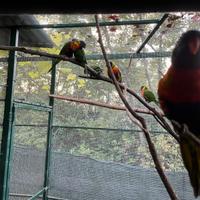 Coppie lori arcobaleno
