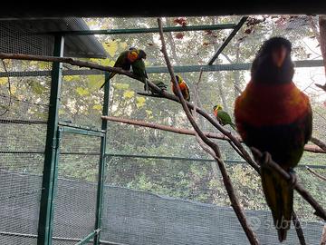 Coppie lori arcobaleno