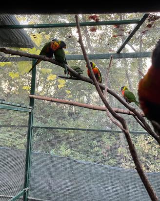 Coppie lori arcobaleno