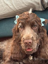 Cuccioli di English Cocker Spaniel