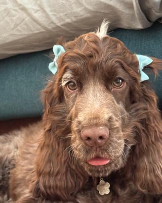 Cuccioli di English Cocker Spaniel