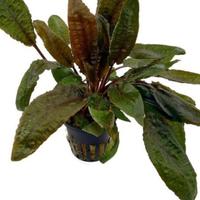 Cryptocoryne tropica