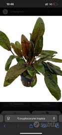 Cryptocoryne tropica