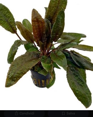 Cryptocoryne tropica
