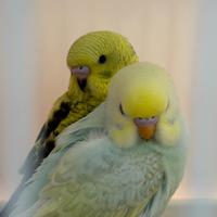 Cocorite Rainbow BW/BF e BF/BW