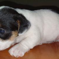 Cucciola Jack Russell