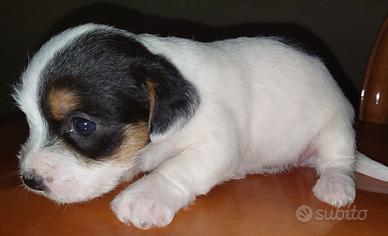 Cucciola Jack Russell