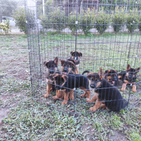 Cuccioli di pastore tedesco