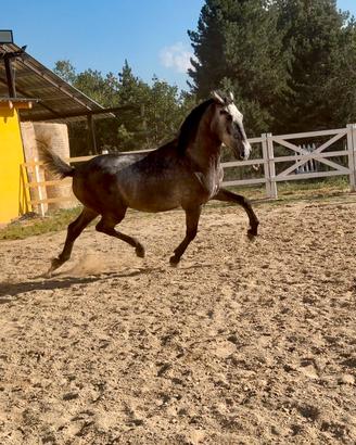 Cavallo soagnolo p.r.e