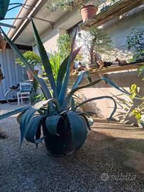 agave