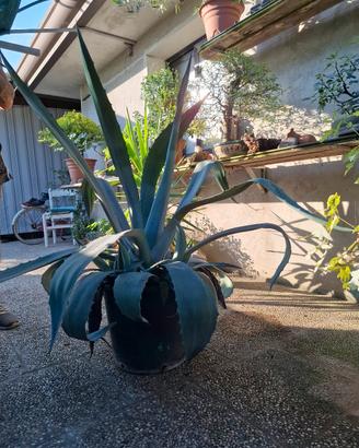 agave