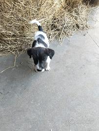 Cucciolo Maschio di cane Meticcio