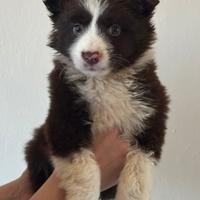 Border collie con pedigree ENCI