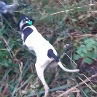 Cucciolo cane caccia pointer inglese