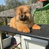 Chow chow rosso