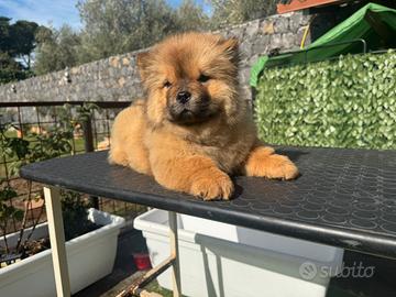 Chow chow rosso
